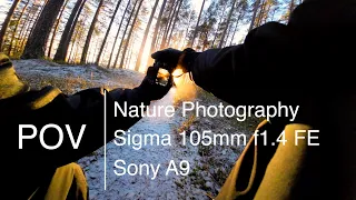 POV Nature Photography｜First snow winter forest｜Sigma 105mm f/1.4 FE ｜Sony A9