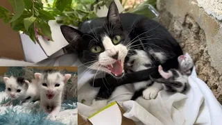 Trying to Save a very Angry Mama Cat with Two Newborn Kittens || After 14 Days .