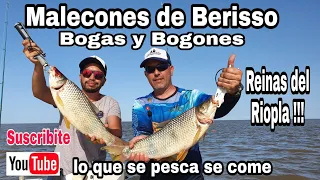 Bogas en los Malecones de Berisso  - bogas de hasta 3 kg