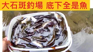 大石斑釣場 底下全是魚 @吃餌超狂 3小時裝滿一桶  #青潭溪 #無敵大麥蟲