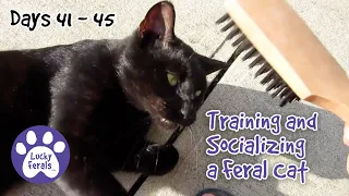 Training And Socializing A Feral Cat * Part 6 * Days 41 - 45 * Cat Video Compilation