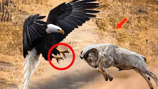 When Animals Go On A Rampage! Scary Animal Moments CAUGHT ON CAMERA #6 #lion #animalfail