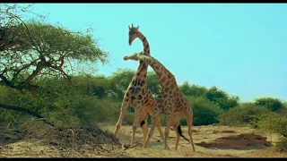 Earth - Un Giorno Straordinario - La Lotta delle Giraffe - Clip dal Film | HD