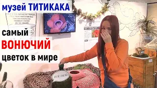 Музей необычных рекордов ТИТИКАКА/ Куда сходить в Питере.