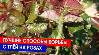 Лучшие способы борьбы с тлёй на розах