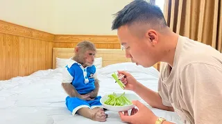 Monkey Cutis receives special care from dad when he has stomach ache