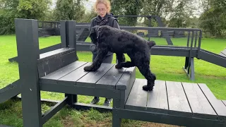 Black Russia Terrier Making a personal protection k9 vlog