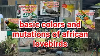 basic colors and mutations of african lovevirds