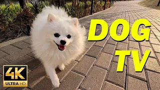 [NO ADS] Dog TV 🐕 Dog Walking in the Park with Music - 10 Hours of Relaxing TV for Dogs
