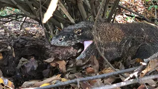 peek at the Komodo dragon eating the carcass of a pig in the bush #komodo #amazing #swallows