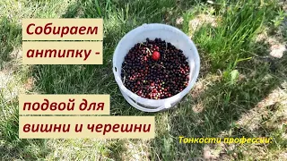 Сбор антипки для подвоев вишни и черешни