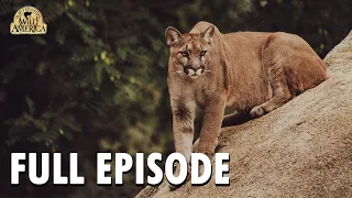 Wild America | Special E1 'The Predators' | Full Episode | FANGS