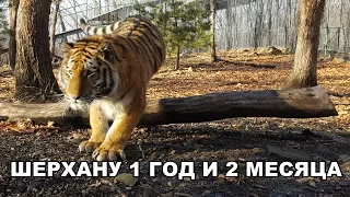 ШЕРХАНУ 1 ГОД И 2 МЕСЯЦА