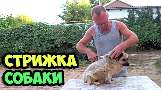Как подстричь собаку Марфу ножницами в домашних условиях в Калмыкии в 2021 году без лишних хлопот