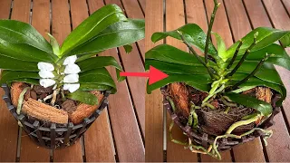 You Won't Expect It To Make Many Orchid Branches Grow On The Trunk In This Magical Way