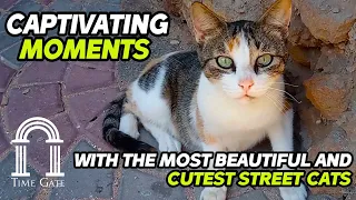 Captivating moments with the most beautiful and cutest street cats