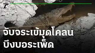 จับจระเข้มุดโคลน แหล่งท่องเที่ยวบึงบอระเพ็ด | 08-04-65 | ข่าวเที่ยงไทยรัฐ