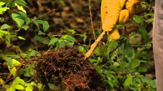 Grow Zone Restoration Technique – How to use a weed wrench to remove invasive plants