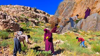 Nomadic family going to the green mountains to pick medicinal plants