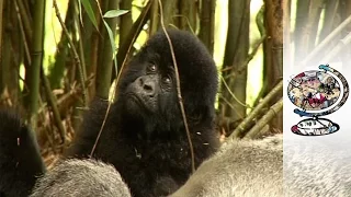 Is ecotourism the best hope for Rwanda’s mountain gorillas?