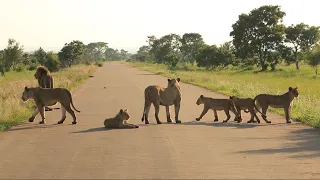 Lion Pride Blocking The Road in Kruger National Park | Kruger Park Sightings