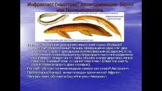 Систематические группы надкласса Рыб.AVI