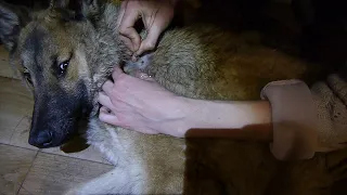 Клещи в феврале, спасение пса.