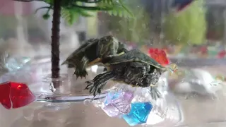 Turtle in Terrarium