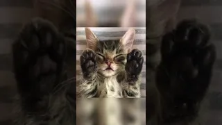 Самые милые котики тик ток подборка /Смешные коты/ Cute kittens Funny TikTok