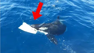 Video Shows Killer Whales Attacking & Trying To Sink Ship On Purpose