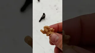 Ворона ловит орешек на лету / A crow catches a nut on the fly
