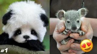 Cute Baby Animals🥰-For When You Are Stressed!😍😊 (#1)