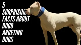 5 SURPRISING FACTS ABOUT DOGO ARGENTINO DOGS