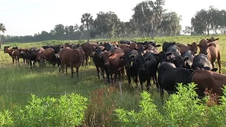 Regenerative Ranching with Jim Elizondo