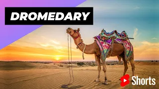 Dromedary 🐪 One Of The Tallest Animals In The World #shorts