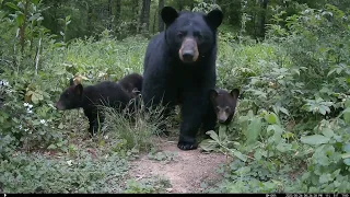 black Bear sow with her 3 cubs
