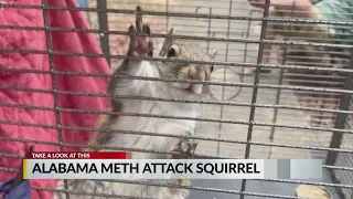 Police: Alabama man fed meth to caged 'attack squirrel'