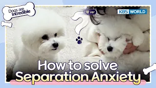 How to solve Separation Anxiety [Dogs are incredible : EP.162-6] | KBS WORLD TV 230321