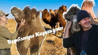 Верблюды Каракума.