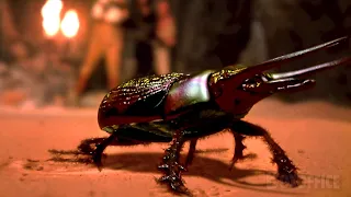 L'attaque répugnante du scarabée tueur ! (on se souvient tous de cette scène...)