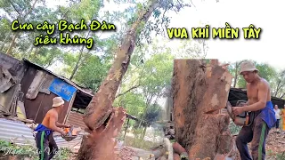 Nhóm Vua Khỉ Cưa Cây Bạch Đàn Siêu Khủng Nghiêng Vào Nhà. Sawing a giant Eucalyptus tree