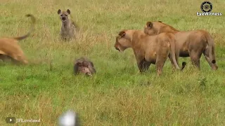 15 Times Hyenas Messed With The Wrong Animals | Wild Animal