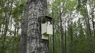 Wasp nest invades bird house!!