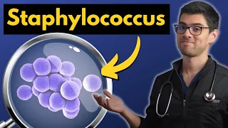 Staphylococcus Explicado Claramente | Microbiología Médica