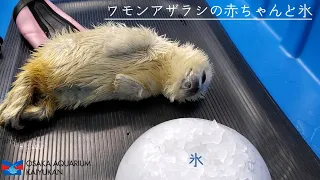 【海遊館】ワモンアザラシの赤ちゃんと氷