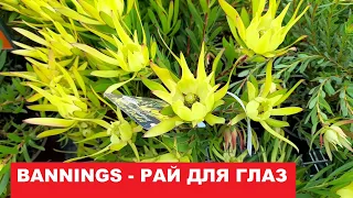 BUNNINGS - РАЙ ДЛЯ ГЛАЗ