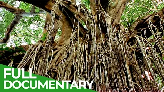 Deadly Tree Killers - The Strangler Fig | Free Documentary Nature