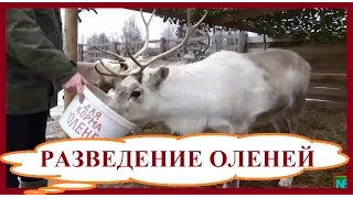 Разведение оленей. Выгодный домашний бизнес в деревне и на селе.