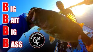 GIANT Live Shiner Fishing For BIG TROPHY BASS!! Rodman Reservoir Florida