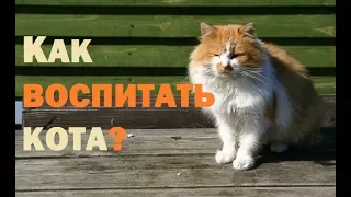 КАК ВОСПИТАТЬ КОТА?//Славная охота Рыжика.